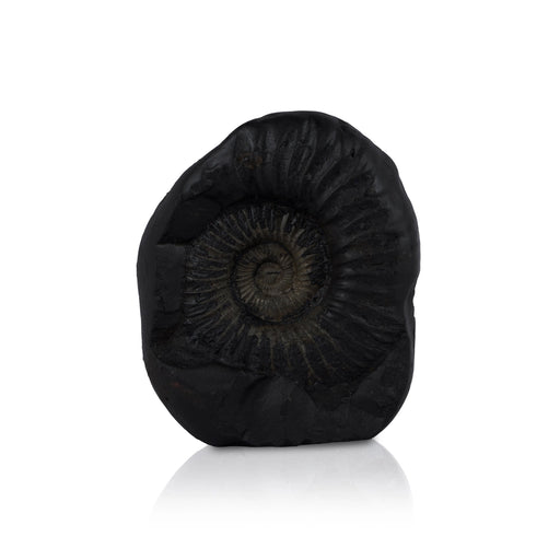 Matsya Shaligram Murti - 3.75 x 3 Inches | Saligram Murti/ Shaligram Shila Stone for Pooja - Saligrama Stones & Murties