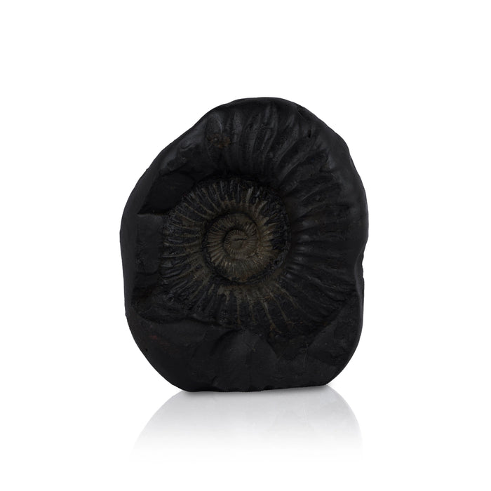 Matsya Shaligram Murti - 3.75 x 3 Inches | Saligram Murti/ Shaligram Shila Stone for Pooja - Saligrama Stones & Murties
