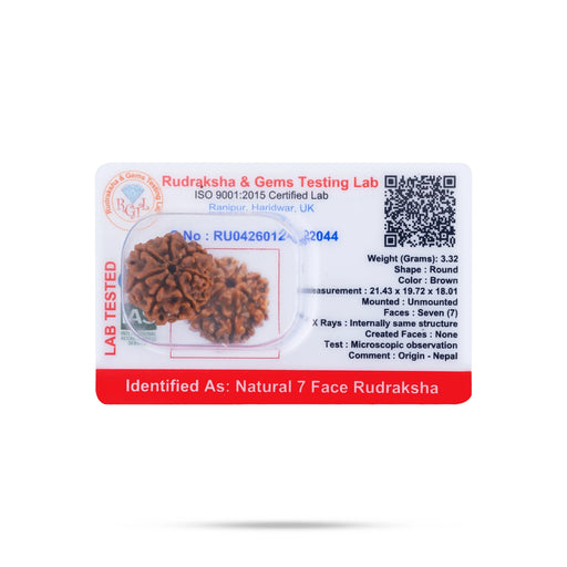 7 Face Rudraksha Bead | Seven Mukh Rudraksha / Seven Mukhi Rudraksha for Men & Women - Rudraksha Mala, Pendant, Bracelet