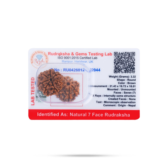 7 Face Rudraksha Bead | Seven Mukh Rudraksha / Seven Mukhi Rudraksha for Men & Women - Rudraksha Mala, Pendant, Bracelet