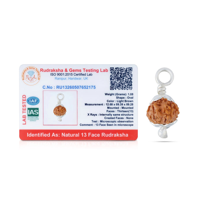 13 Face Java Rudraksha Pendant | Ruthratcham Dollar With cup / Rudraksh Locket For Spiritual Wear