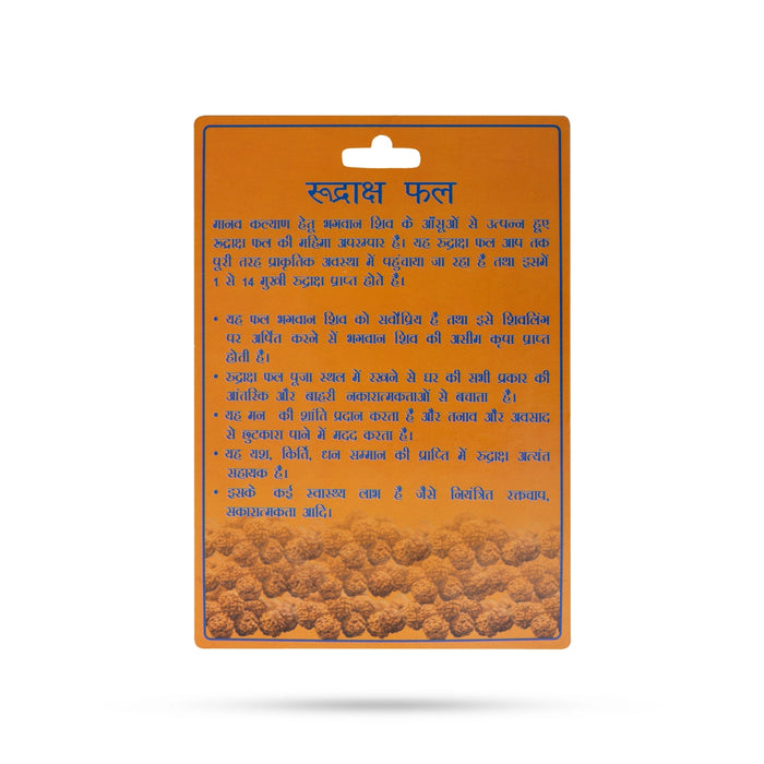 Rudraksha Fruit | Rudraksha Berries / Ruthratcham fruit / Rudraksha Bead Fruit - Rudraksha Mala, Pendant, Bracelet