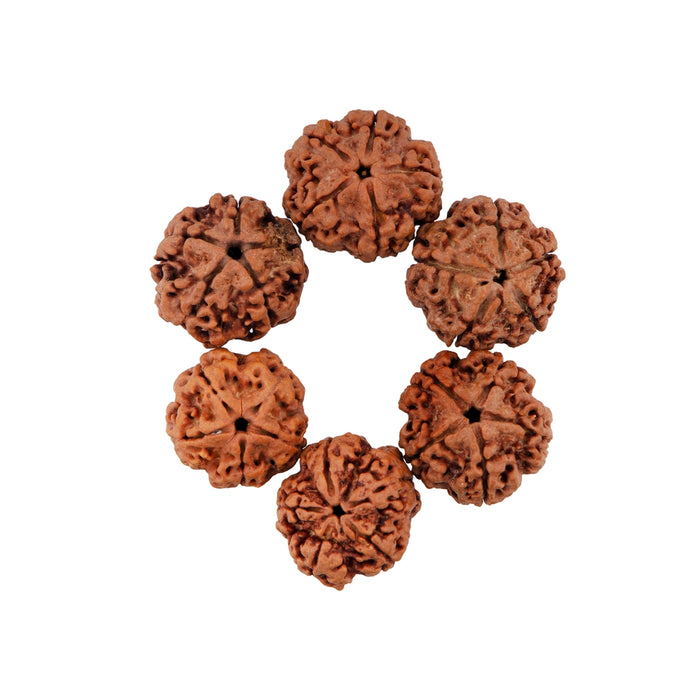 5 Mukhi Rudraksha Water Beads | 5 Face Rudraksha Beads/ Five Mukhi Rudraksha for Men & Women