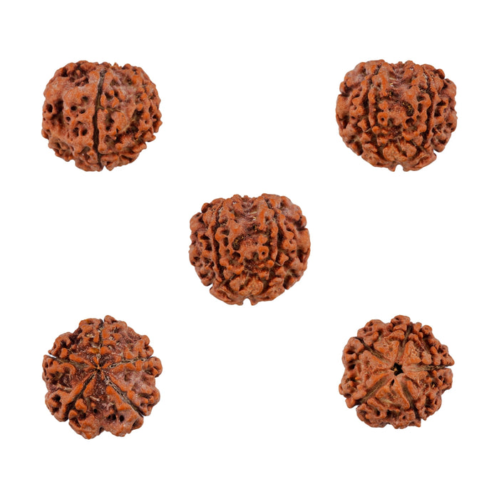 5 Mukhi Rudraksha Water Beads | 5 Face Rudraksha Beads/ Five Mukhi Rudraksha for Men & Women