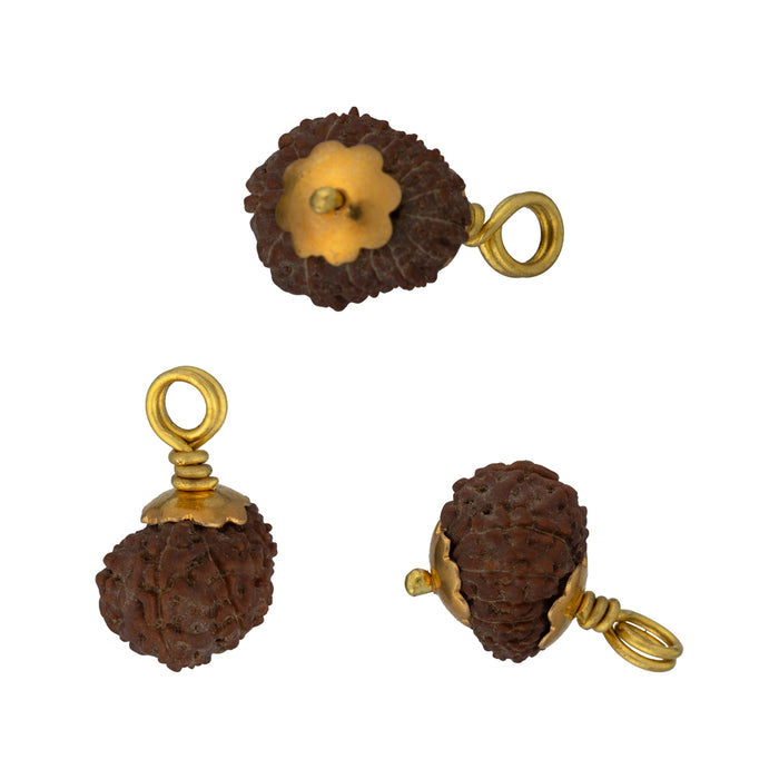 14 Mukhi Rudraksha Bead | Golden Cup Fourteen Mukhi Rudraksha/ Java Hanuman 14 Face Rudraksha for Men & Women - Rudraksha Mala, Pendant, Bracelet