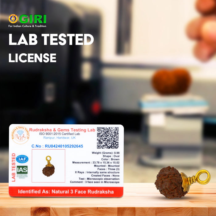 14 Mukhi Rudraksha Bead | Golden Cup Fourteen Mukhi Rudraksha/ Java Hanuman 14 Face Rudraksha for Men & Women - Rudraksha Mala, Pendant, Bracelet