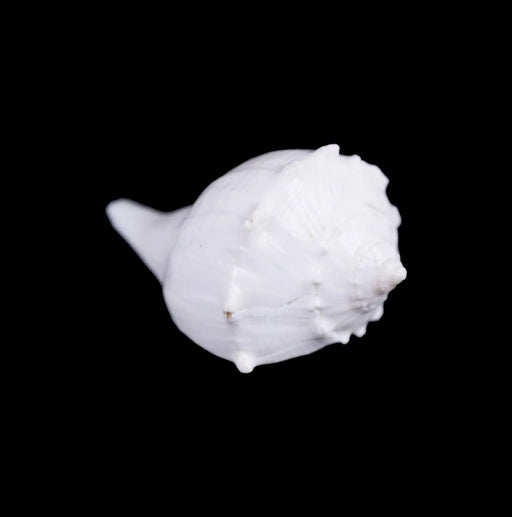 Right Hand Shankh - 1.5 X 3 Inches | Dakhinabarti Sankha/ Valampuri Sangu/ Dakshinavarti Shankh For Pooja - Pooja Shankh