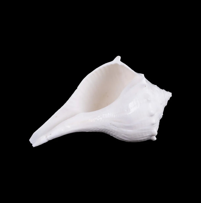 Right Hand Shankh - 1.5 X 3 Inches | Dakhinabarti Sankha/ Valampuri Sangu/ Dakshinavarti Shankh For Pooja - Pooja Shankh