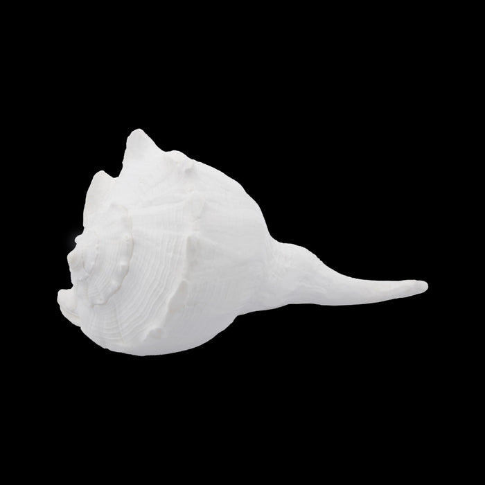 Right Hand Shankh - 3 x 6 Inch | Valampuri Conch/ White Colour Sangu for Abhisheka - Pooja Shankh