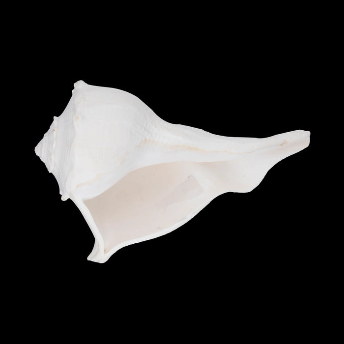 Right Hand Shankh - 3 x 6 Inch | Valampuri Conch/ White Colour Sangu for Abhisheka - Pooja Shankh