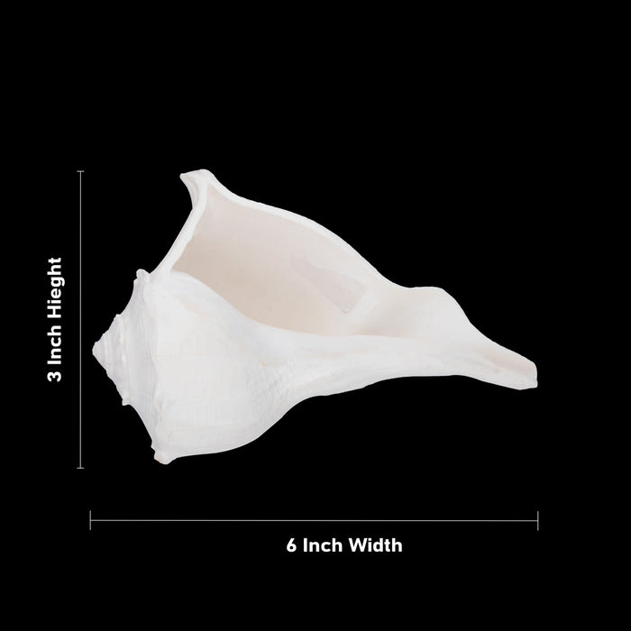 Right Hand Shankh - 3 x 6 Inch | Valampuri Conch/ White Colour Sangu for Abhisheka - Pooja Shankh