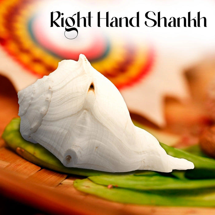 Right Hand Shankh - 3 x 6 Inch | Valampuri Conch/ White Colour Sangu for Abhisheka - Pooja Shankh
