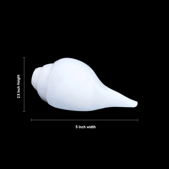 Blowing Shankh - 2.5 x 5 Inches | Vamavarti Shankh/ Bajane Wala Shankh/ Blowing Conch for Pooja