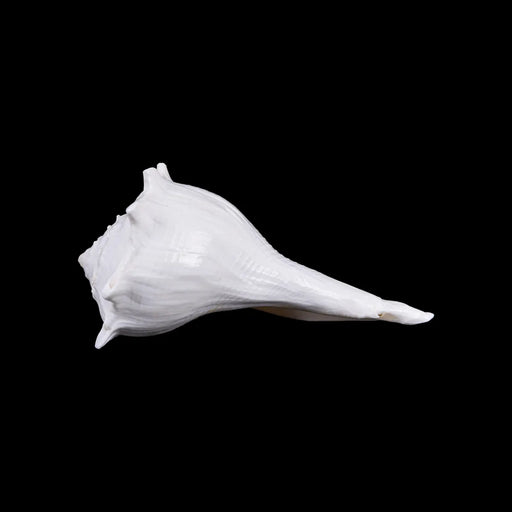 Right Hand Shankh - 2.25 X 4.75 Inches | Dakhinabarti Sankha/ Valampuri Sangu/ Dakshinavarti Shankh For Pooja - Pooja Shankh