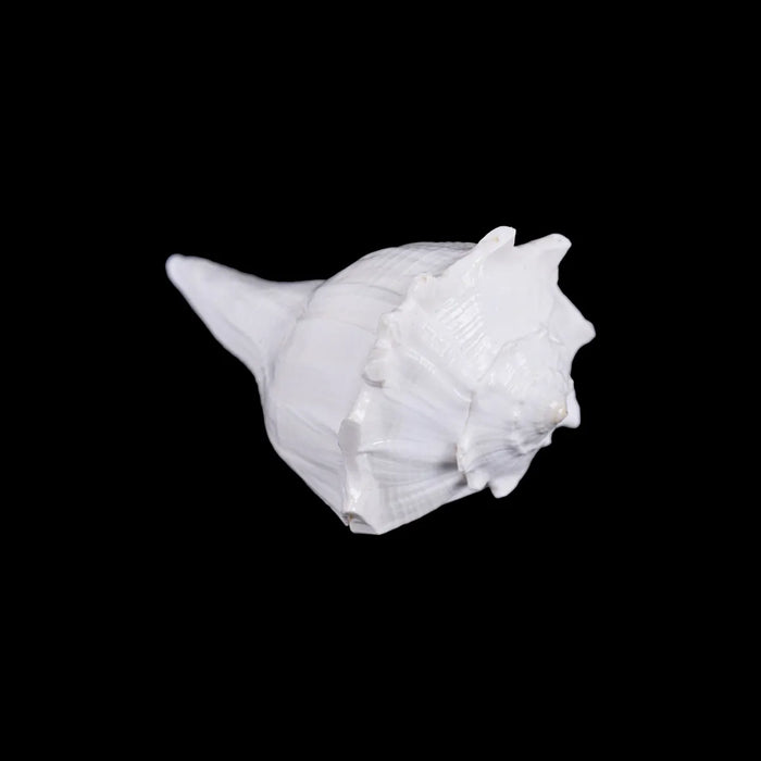 Right Hand Shankh - 2.25 X 4.75 Inches | Dakhinabarti Sankha/ Valampuri Sangu/ Dakshinavarti Shankh For Pooja - Pooja Shankh