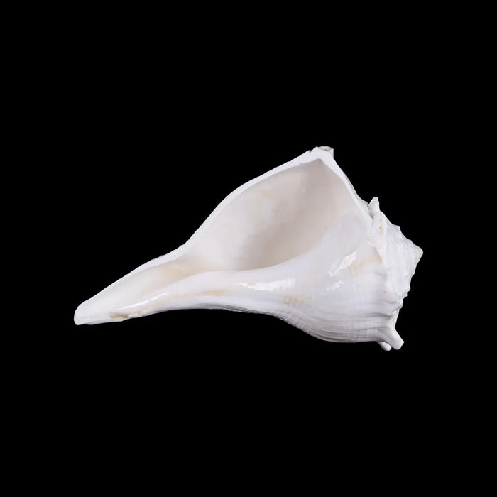 Right Hand Shankh - 2.25 X 4.75 Inches | Dakhinabarti Sankha/ Valampuri Sangu/ Dakshinavarti Shankh For Pooja - Pooja Shankh