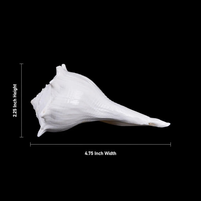 Right Hand Shankh - 2.25 X 4.75 Inches | Dakhinabarti Sankha/ Valampuri Sangu/ Dakshinavarti Shankh For Pooja - Pooja Shankh