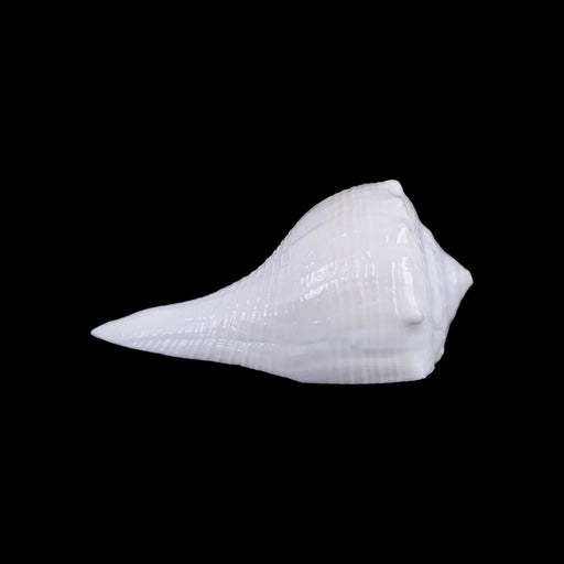 Right Hand Shankh - 1 X 2 Inches | Dakhinabarti Sankha/ Valampuri Sangu/ Dakshinavarti Shankh For Pooja - Pooja Shankh