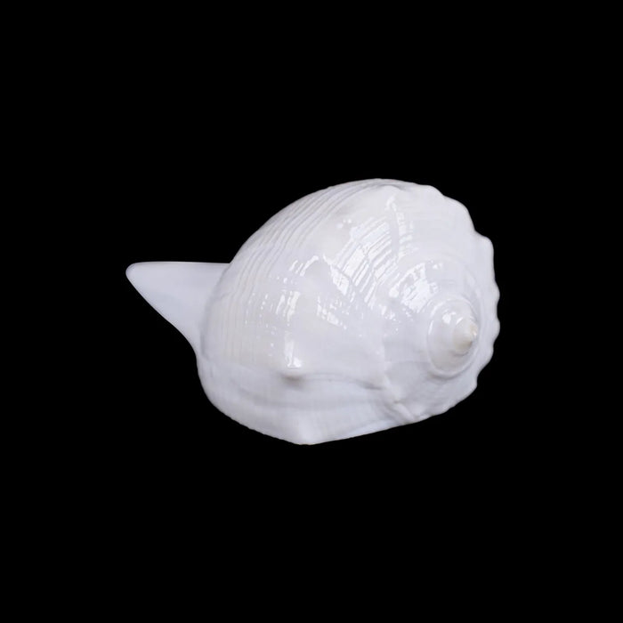 Right Hand Shankh - 1 X 2 Inches | Dakhinabarti Sankha/ Valampuri Sangu/ Dakshinavarti Shankh For Pooja - Pooja Shankh