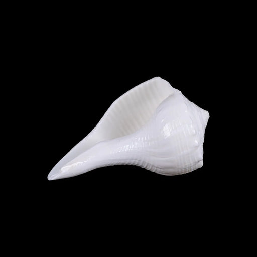 Right Hand Shankh - 1 X 2 Inches | Dakhinabarti Sankha/ Valampuri Sangu/ Dakshinavarti Shankh For Pooja - Pooja Shankh