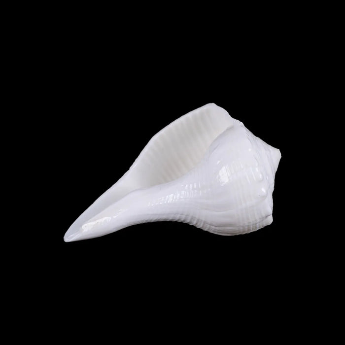 Right Hand Shankh - 1 X 2 Inches | Dakhinabarti Sankha/ Valampuri Sangu/ Dakshinavarti Shankh For Pooja - Pooja Shankh