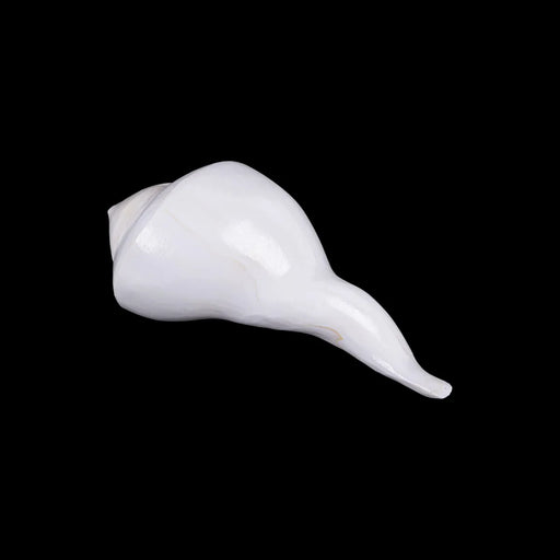 Right Hand Shankh - 2.5 X 6 Inches | Dakhinabarti Sankha/ Valampuri Sangu/ Dakshinavarti Shankh For Pooja - Pooja Shankh