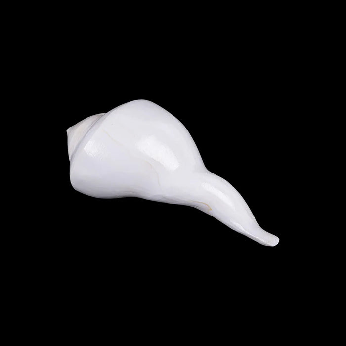 Right Hand Shankh - 2.5 X 6 Inches | Dakhinabarti Sankha/ Valampuri Sangu/ Dakshinavarti Shankh For Pooja - Pooja Shankh