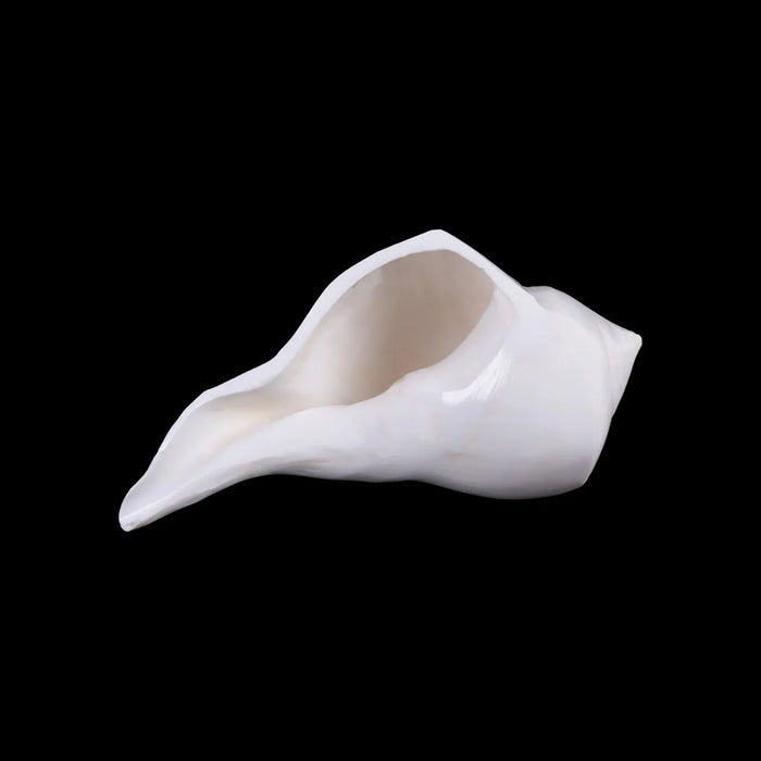 Right Hand Shankh - 2.5 X 6 Inches | Dakhinabarti Sankha/ Valampuri Sangu/ Dakshinavarti Shankh For Pooja - Pooja Shankh