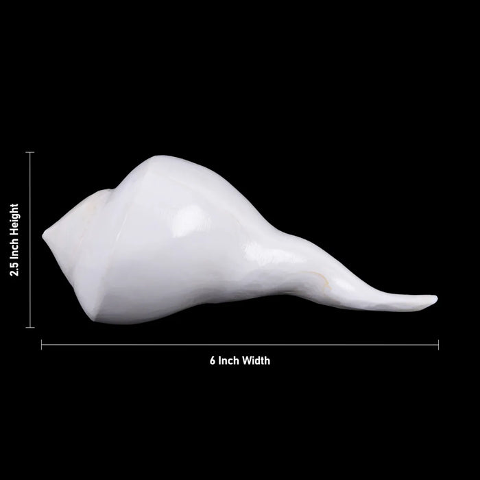 Right Hand Shankh - 2.5 X 6 Inches | Dakhinabarti Sankha/ Valampuri Sangu/ Dakshinavarti Shankh For Pooja - Pooja Shankh