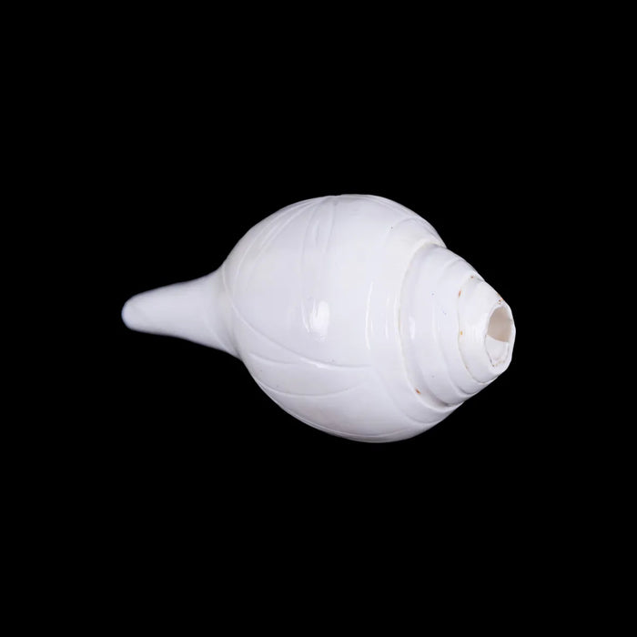Blowing Shankh - 2.75 X 5.25 Inches | Vamavarti Shankh/ Bajane Wala Shankh/ Blowing Conch For Pooja - Pooja Shankh