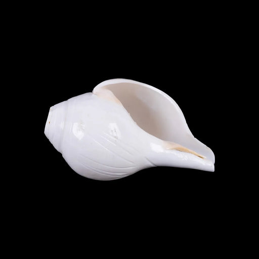 Blowing Shankh - 2.75 X 5.25 Inches | Vamavarti Shankh/ Bajane Wala Shankh/ Blowing Conch For Pooja - Pooja Shankh