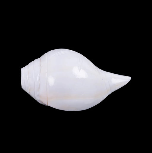 Blowing Shankh - 2.75 X 5 Inches | Vamavarti Shankh/ Bajane Wala Shankh/ Blowing Conch For Pooja - Pooja Shankh