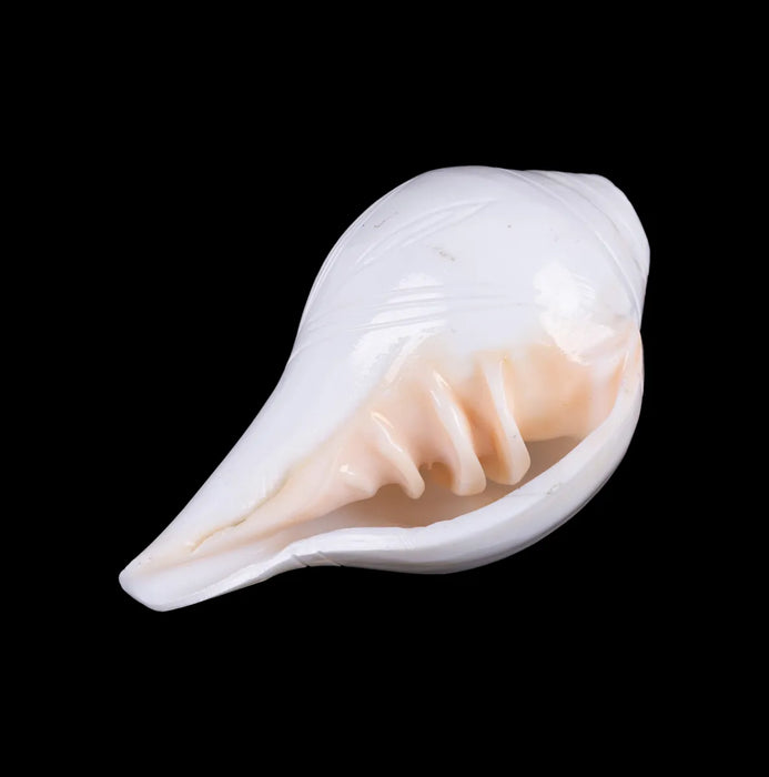 Blowing Shankh - 2.75 X 5 Inches | Vamavarti Shankh/ Bajane Wala Shankh/ Blowing Conch For Pooja - Pooja Shankh