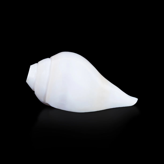 Blowing Shankh - 2.5 x 5 Inches | Vamavarti Shankh/ Bajane Wala Shankh/ Blowing Conch for Pooja
