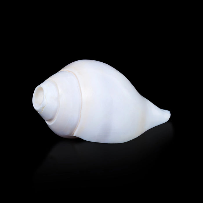 Blowing Shankh - 2.5 x 5 Inches | Vamavarti Shankh/ Bajane Wala Shankh/ Blowing Conch for Pooja
