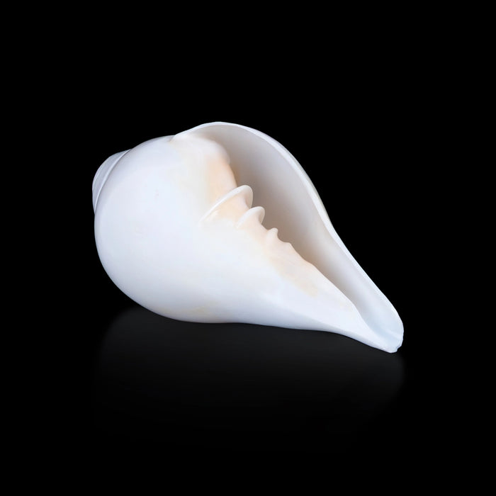 Blowing Shankh - 2.5 x 5 Inches | Vamavarti Shankh/ Bajane Wala Shankh/ Blowing Conch for Pooja