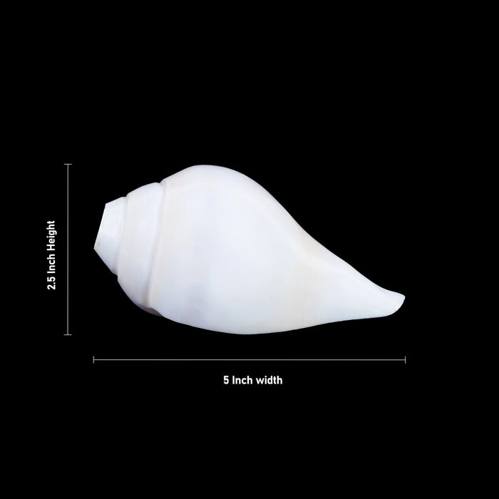 Blowing Shankh - 2.5 x 5 Inches | Vamavarti Shankh/ Bajane Wala Shankh/ Blowing Conch for Pooja