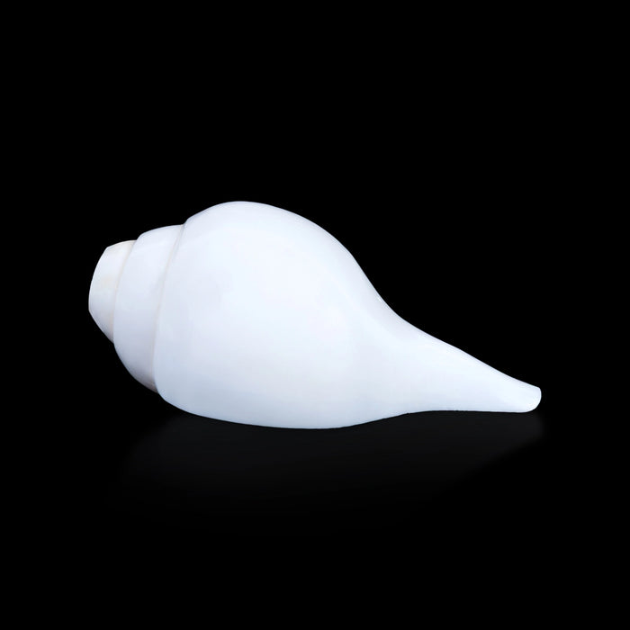 Blowing Shankh - 2.5 x 4.75 Inches | Bajane Wala Shankh/ Vamavarti Shankh/ Blowing Conch for Pooja