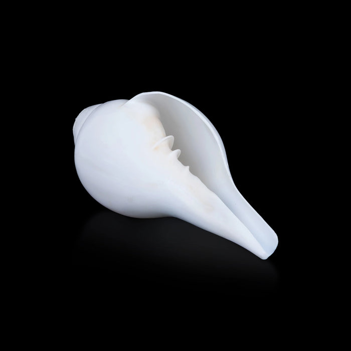 Blowing Shankh - 2.5 x 4.75 Inches | Bajane Wala Shankh/ Vamavarti Shankh/ Blowing Conch for Pooja