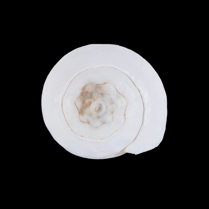 Abhishek Shankh - 1.5 x 2 Inches | Pooja Sangu / Conch / Shankha for Divine Purpose - Pooja Shankh