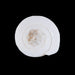 Abhishek Shankh - 1.5 x 2 Inches | Pooja Sangu / Conch / Shankha for Divine Purpose - Pooja Shankh