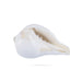 Abhishek Shankh - 1.5 x 2 Inches | Pooja Sangu / Conch / Shankha for Divine Purpose - Pooja Shankh