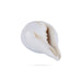 Abhishek Shankh - 1.5 x 2 Inches | Pooja Sangu / Conch / Shankha for Divine Purpose - Pooja Shankh
