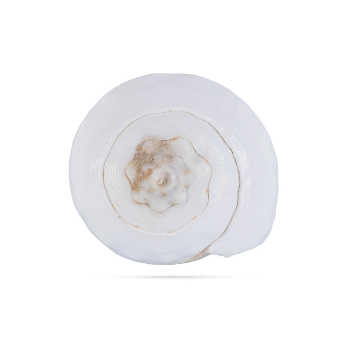 Abhishek Shankh - 1.5 x 2 Inches | Pooja Sangu / Conch / Shankha for Divine Purpose - Pooja Shankh