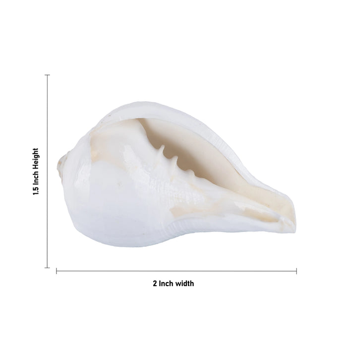 Abhishek Shankh - 1.5 x 2 Inches | Pooja Sangu / Conch / Shankha for Divine Purpose - Pooja Shankh