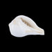 Abhishek Shankh - 1.5 x 2 Inches | Pooja Sangu / Conch / Shankha for Divine Purpose - Pooja Shankh