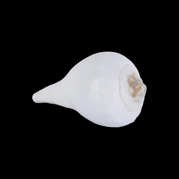 Abhishek Shankh - 1.5 x 2 Inches | Pooja Sangu / Conch / Shankha for Divine Purpose - Pooja Shankh
