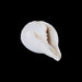 Abhishek Shankh - 1.5 x 2 Inches | Pooja Sangu / Conch / Shankha for Divine Purpose - Pooja Shankh