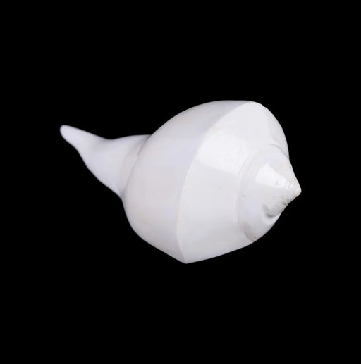 Right Hand Shankh - 2 X 5.5 Inches | Dakhinabarti Sankha/ Valampuri Sangu/ Dakshinavarti Shankh For Pooja - Pooja Shankh