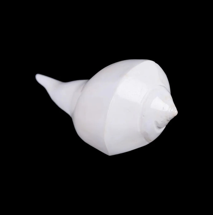 Right Hand Shankh - 2 X 5.5 Inches | Dakhinabarti Sankha/ Valampuri Sangu/ Dakshinavarti Shankh For Pooja - Pooja Shankh